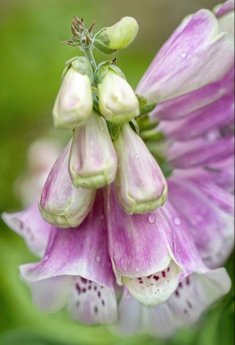 Trabajo increíblemente delicado de la fotógrafa Mandy Disher Trabajo increíblemente delicado de la fotógrafa Mandy Disher
