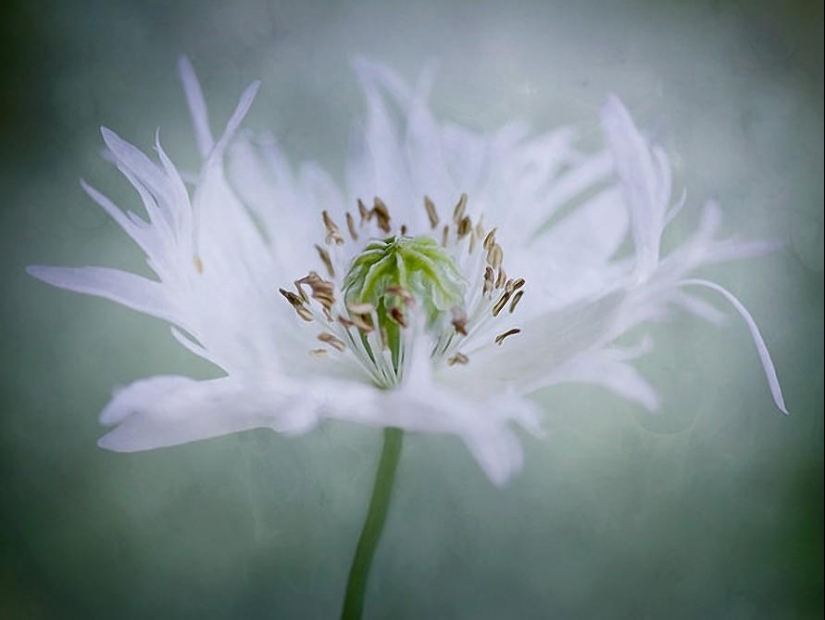 Trabajo increíblemente delicado de la fotógrafa Mandy Disher Trabajo increíblemente delicado de la fotógrafa Mandy Disher