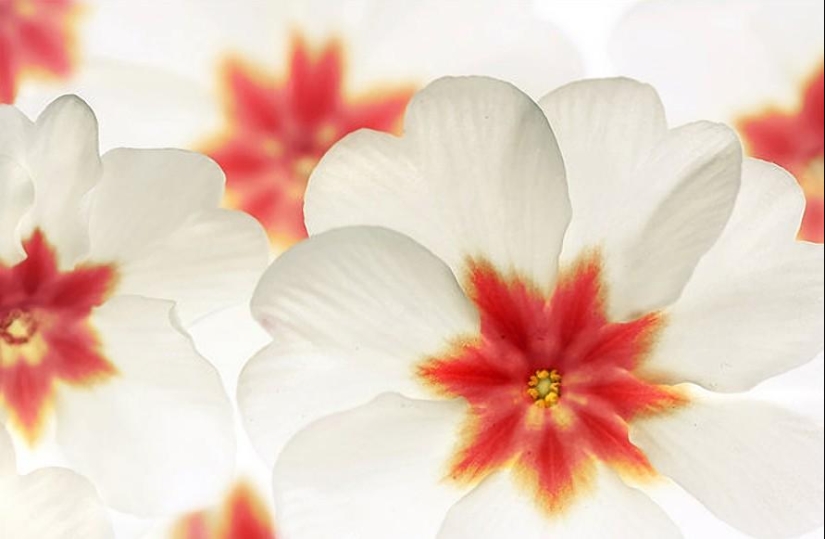 Trabajo increíblemente delicado de la fotógrafa Mandy Disher Trabajo increíblemente delicado de la fotógrafa Mandy Disher