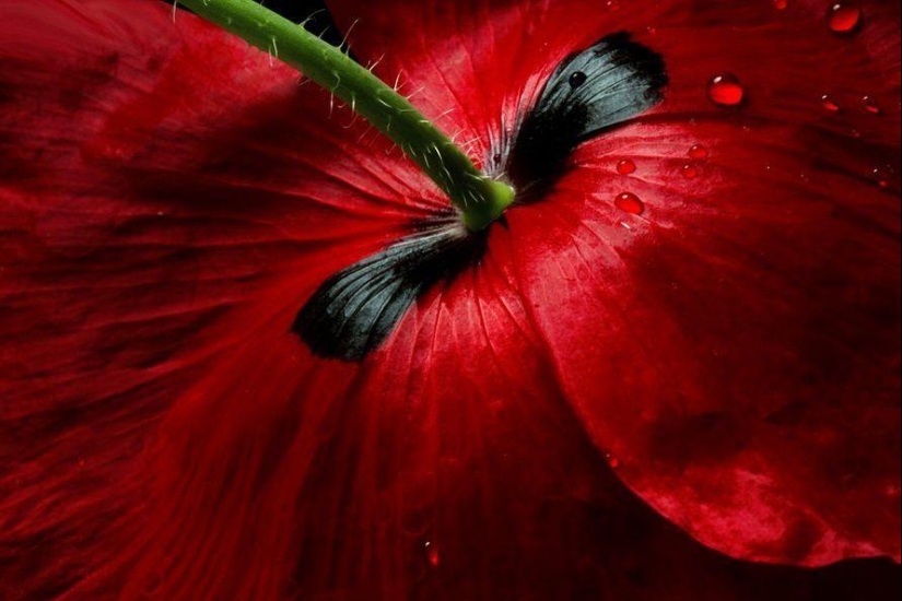 Trabajo increíblemente delicado de la fotógrafa Mandy Disher Trabajo increíblemente delicado de la fotógrafa Mandy Disher
