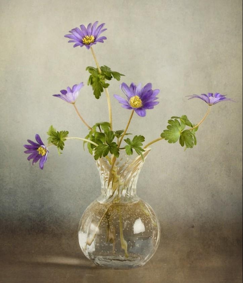 Trabajo increíblemente delicado de la fotógrafa Mandy Disher Trabajo increíblemente delicado de la fotógrafa Mandy Disher