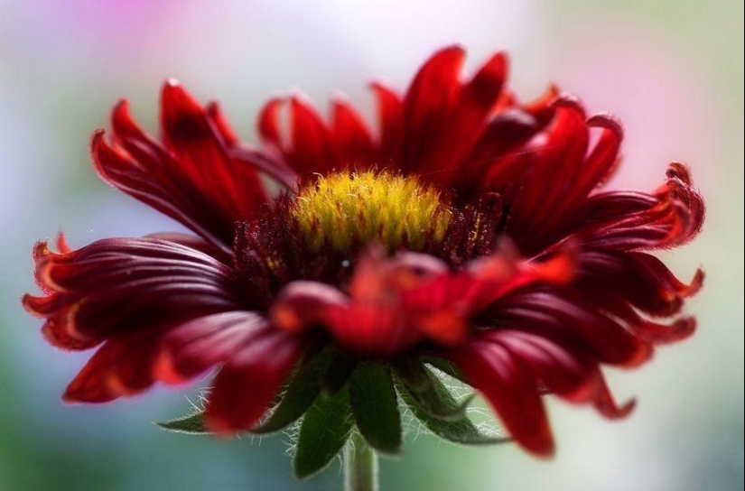 Trabajo increíblemente delicado de la fotógrafa Mandy Disher Trabajo increíblemente delicado de la fotógrafa Mandy Disher