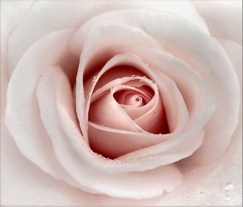 Trabajo increíblemente delicado de la fotógrafa Mandy Disher Trabajo increíblemente delicado de la fotógrafa Mandy Disher