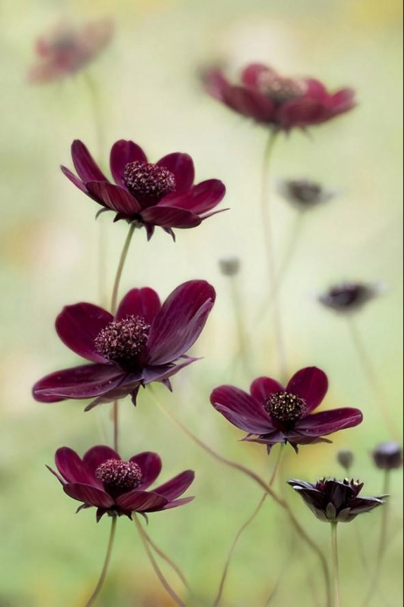 Trabajo increíblemente delicado de la fotógrafa Mandy Disher Trabajo increíblemente delicado de la fotógrafa Mandy Disher