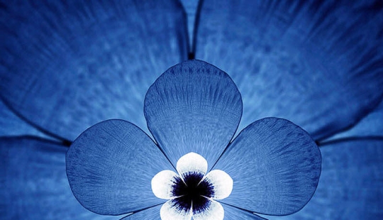 Traducción de sonidos de animales en imágenes hipnóticas Traducción de sonidos de animales en imágenes hipnóticas