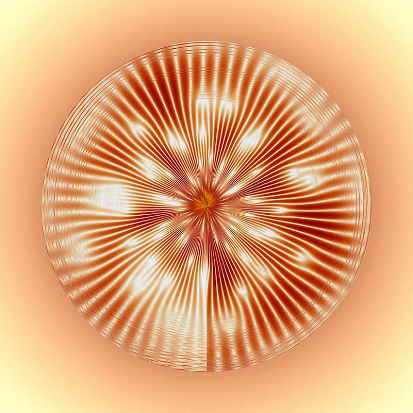 Translation of animal sounds into hypnotic images Translation of animal sounds into hypnotic images