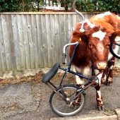 Tras los pasos de Winnie the Pooh: Bestias atascadas