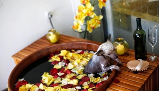 tratamientos de spa para perros