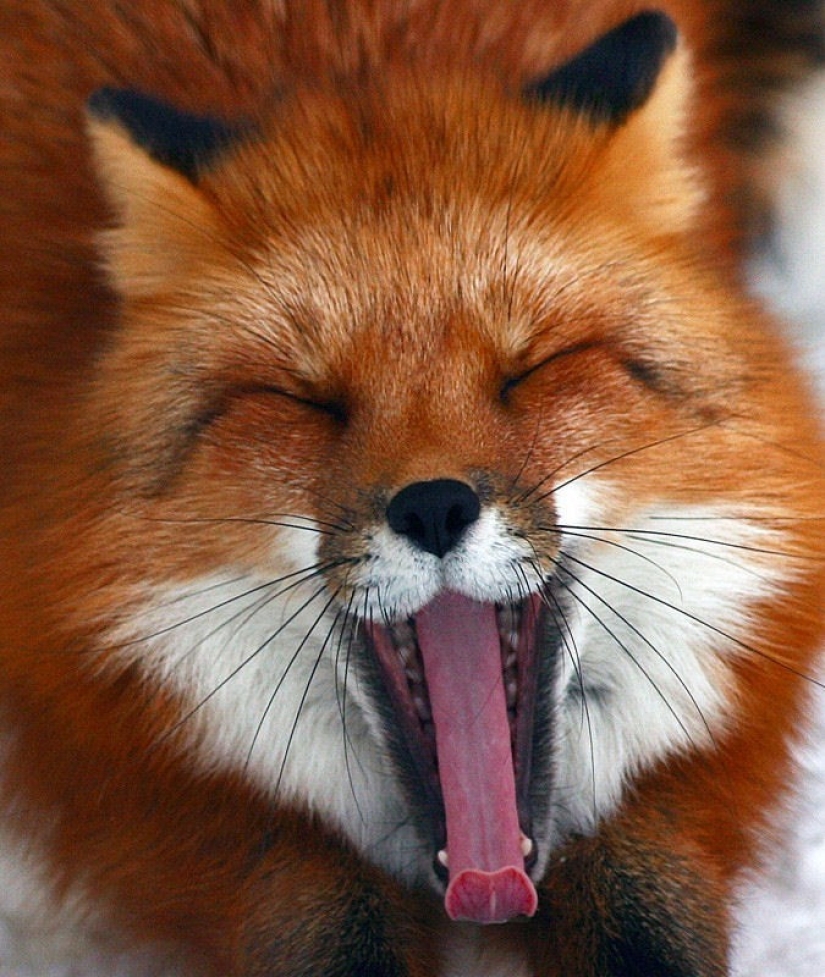 Try to watch this post and never yawn