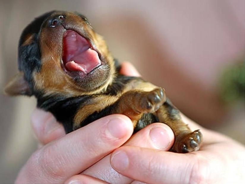 Try to watch this post and never yawn