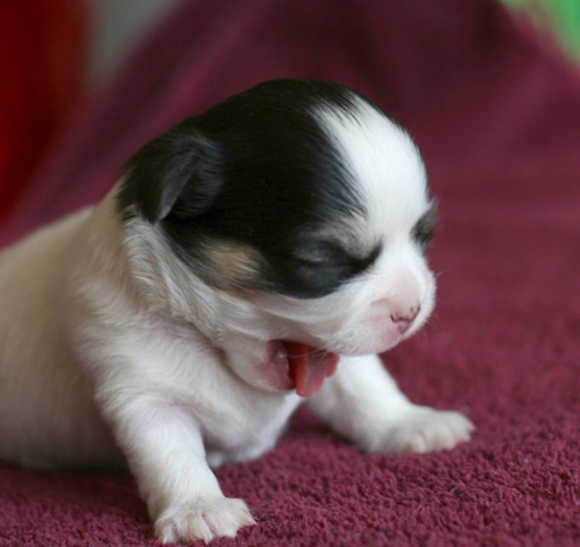 Try to watch this post and never yawn