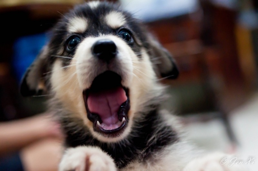 Try to watch this post and never yawn