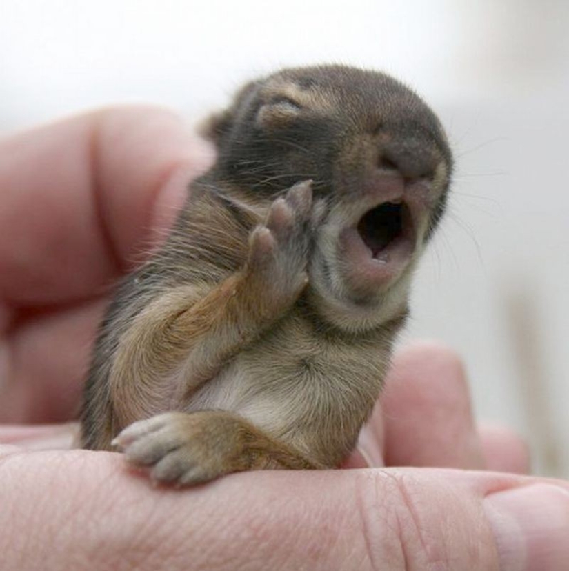 Try to watch this post and never yawn