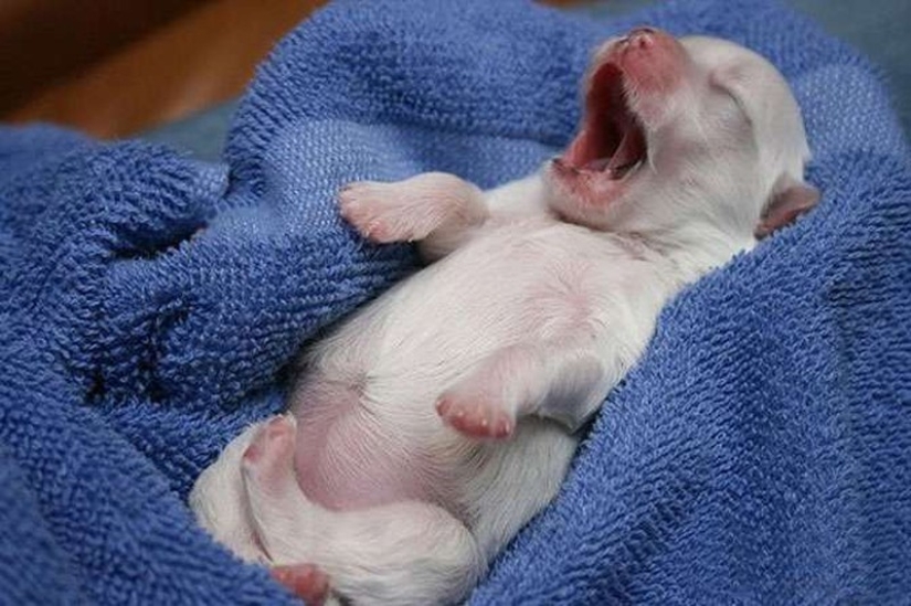 Try to watch this post and never yawn