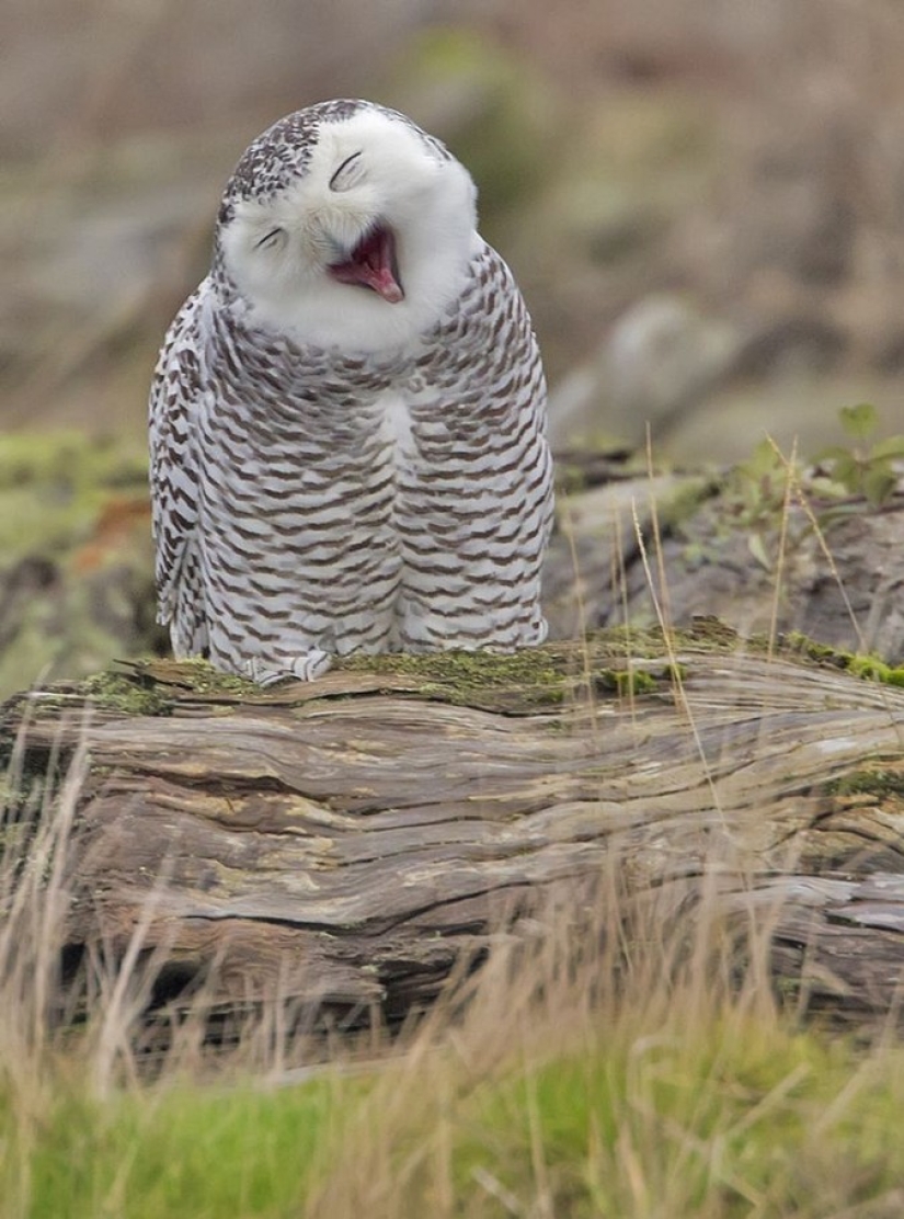 Try to watch this post and never yawn