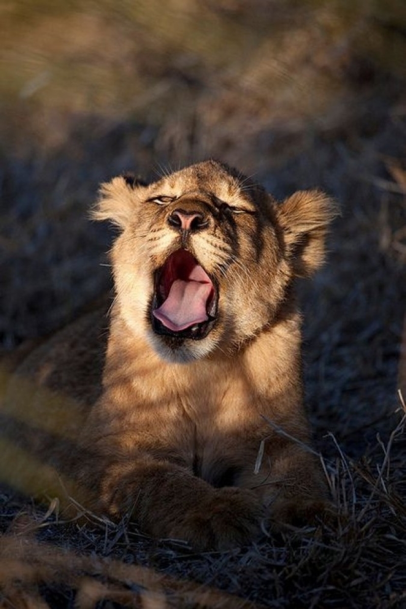 Try to watch this post and never yawn