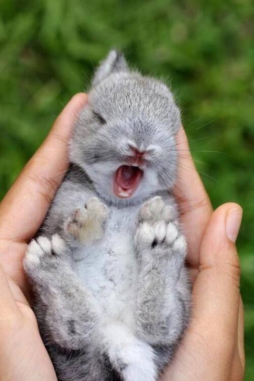 Try to watch this post and never yawn