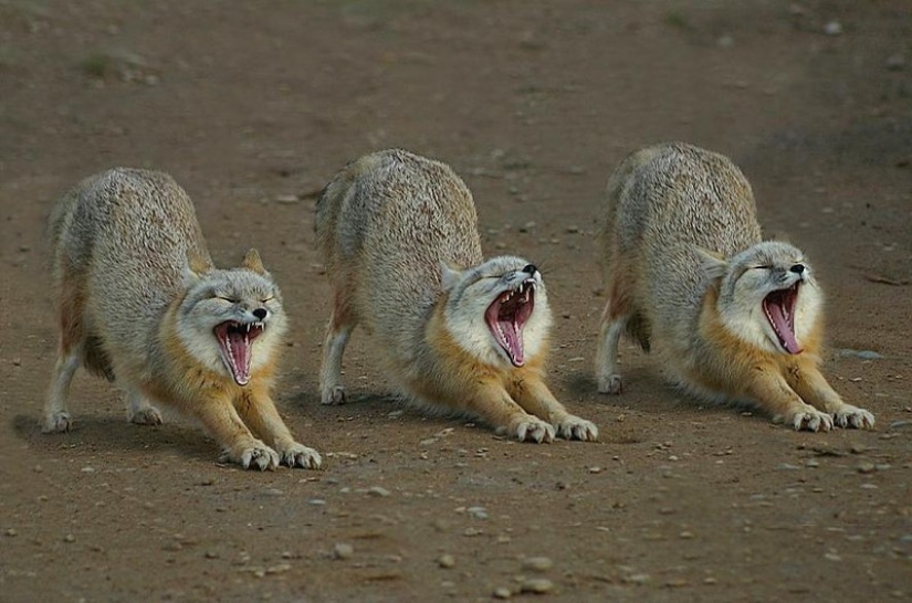 Try to watch this post and never yawn