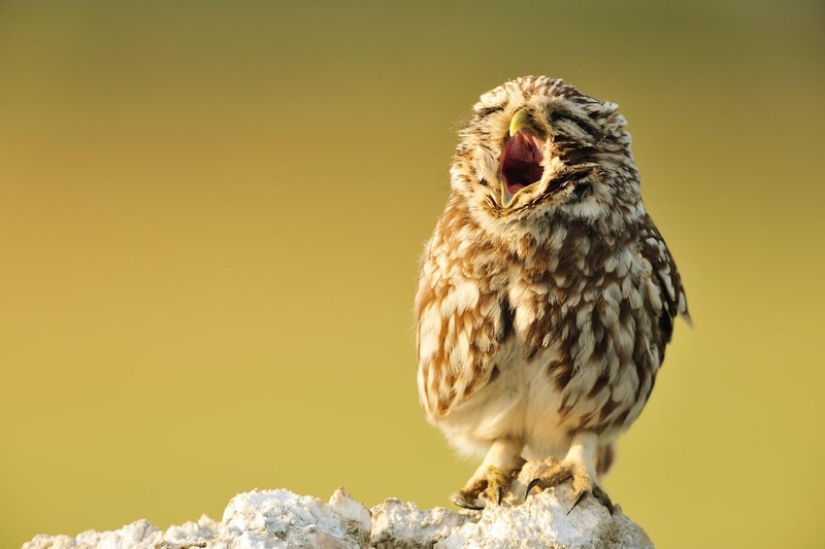 Try to watch this post and never yawn