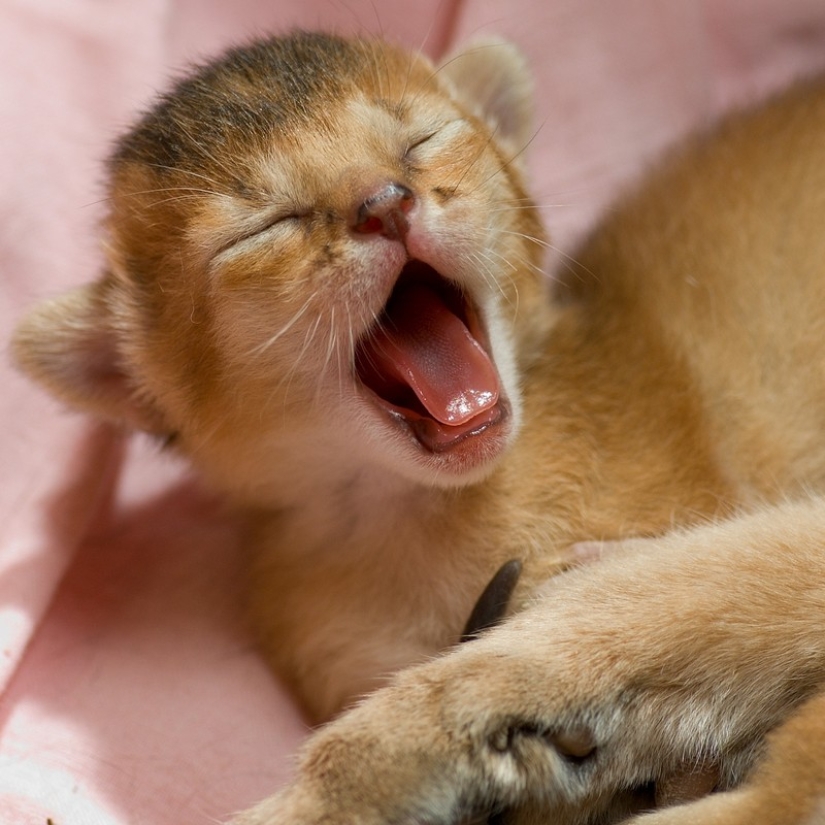 Try to watch this post and never yawn