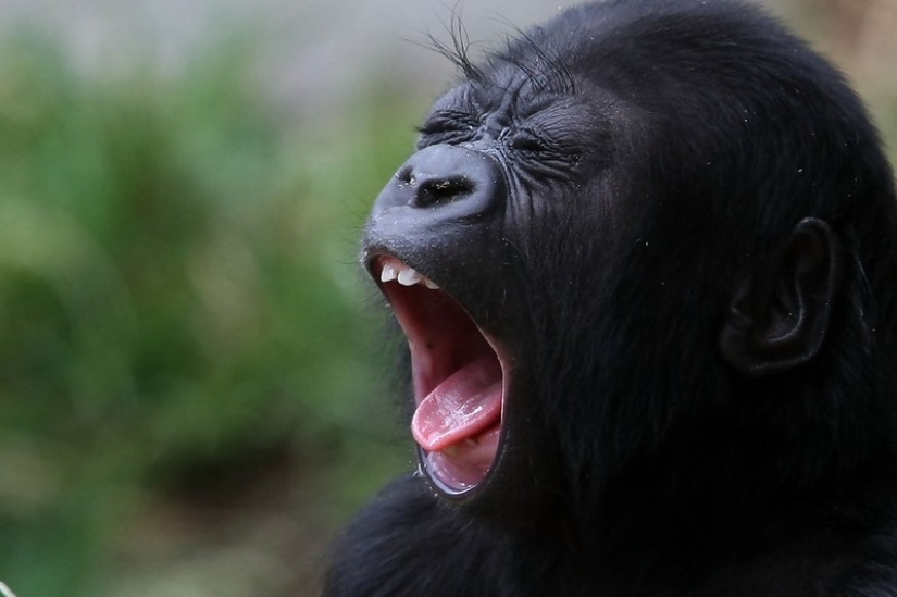 Try to watch this post and never yawn