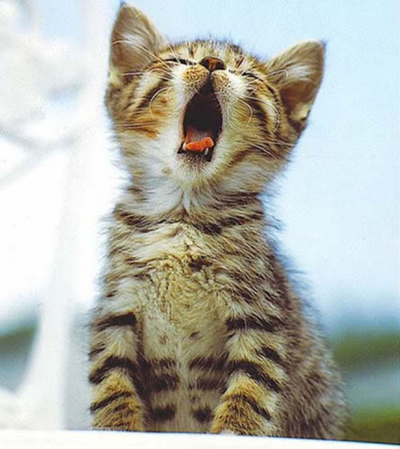 Try to watch this post and never yawn