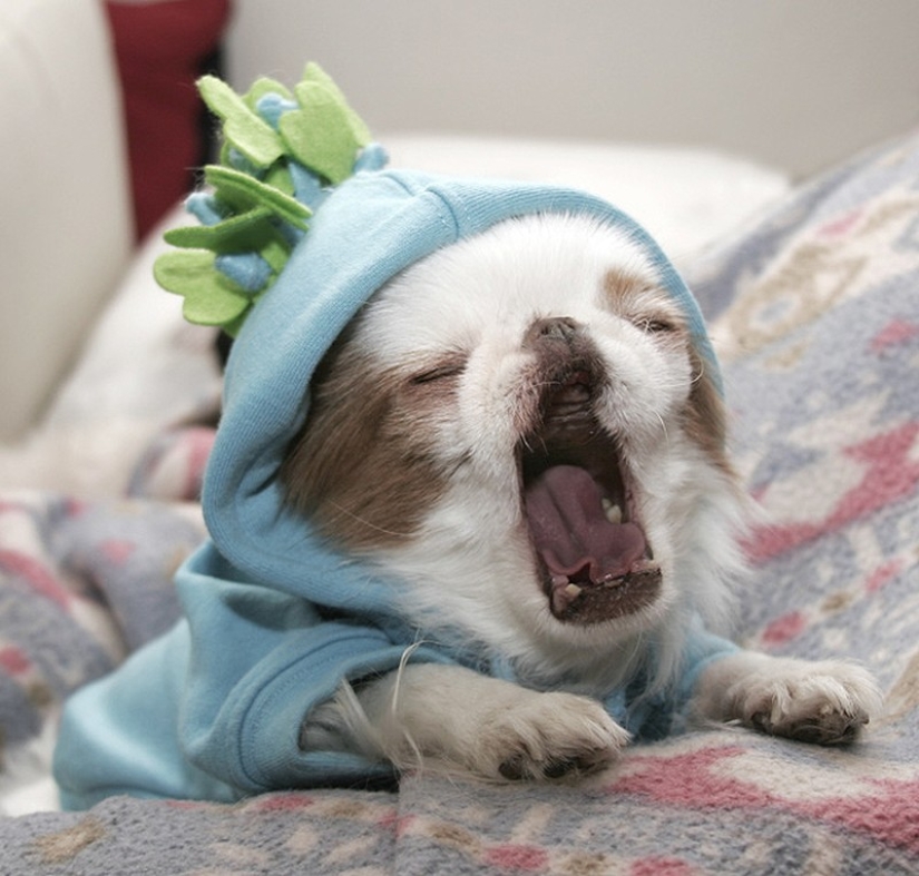 Try to watch this post and never yawn