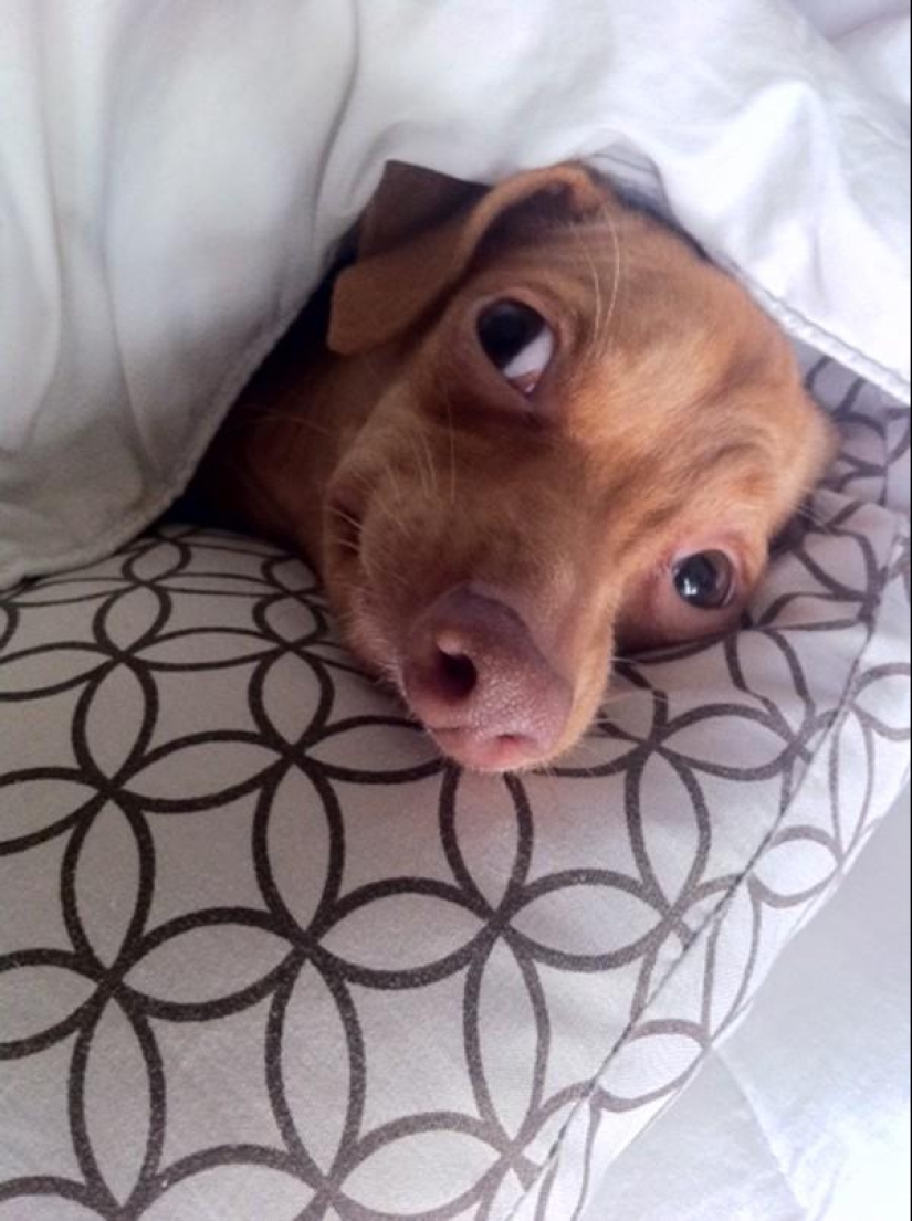 Tuna es un perro que te derretirá el corazón
