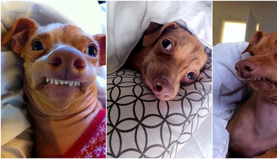 Tuna es un perro que te derretirá el corazón