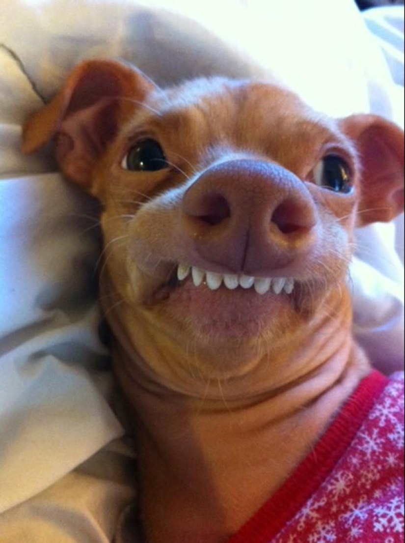 Tuna is a dog that will melt your heart