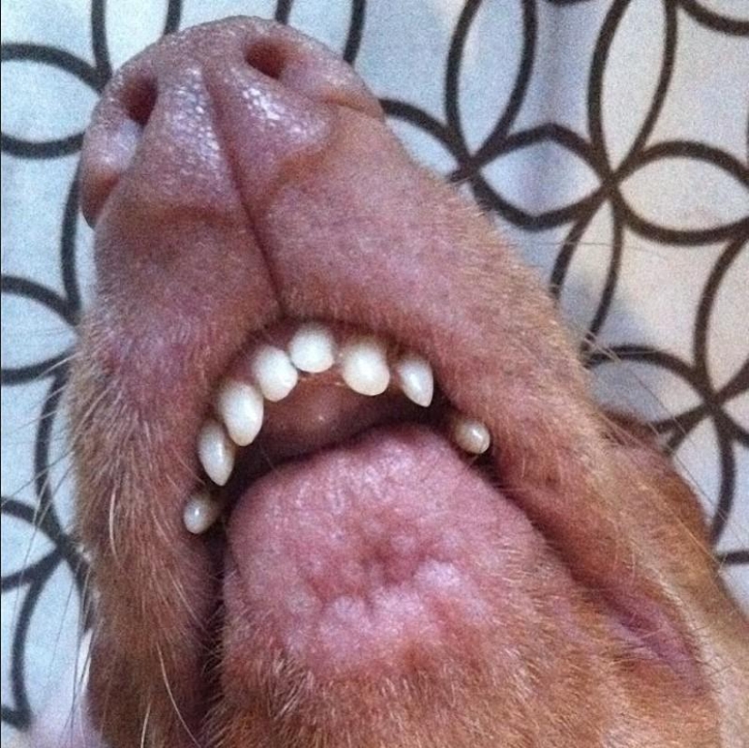 Tuna is a dog that will melt your heart