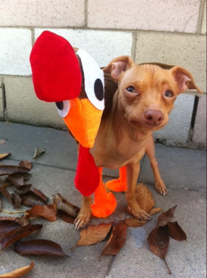 Tuna is a dog that will melt your heart