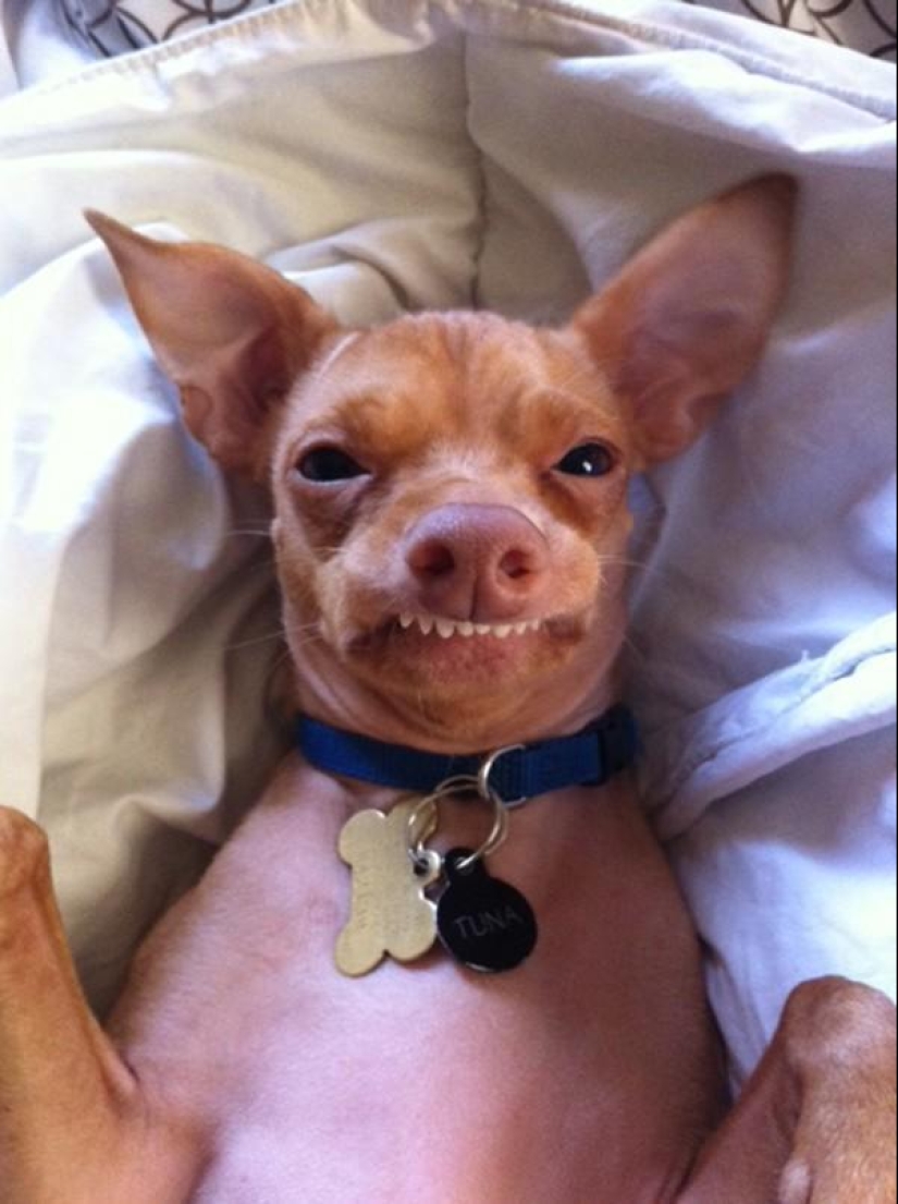 Tuna is a dog that will melt your heart