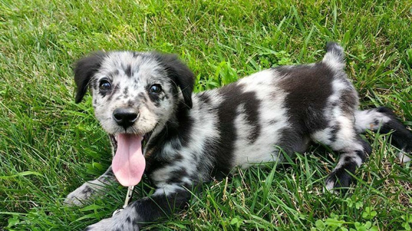 Tuvieron un hogar por primera vez: perros del refugio el primer día con nuevos dueños