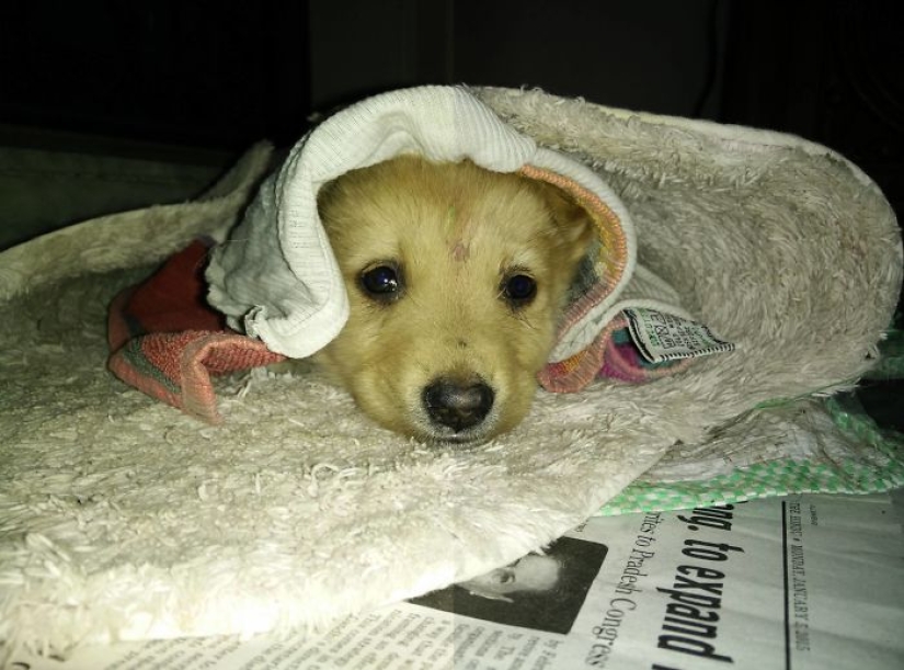 Tuvieron un hogar por primera vez: perros del refugio el primer día con nuevos dueños