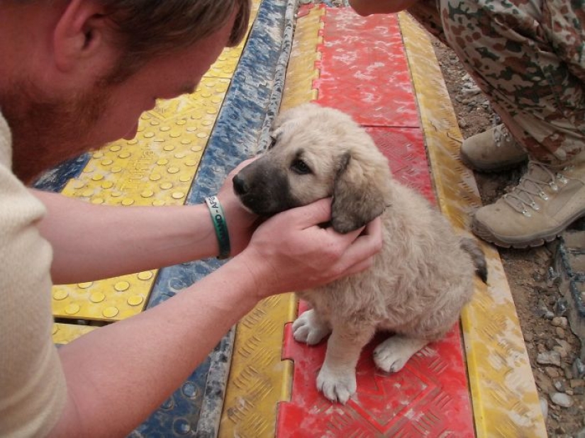 Tuvieron un hogar por primera vez: perros del refugio el primer día con nuevos dueños
