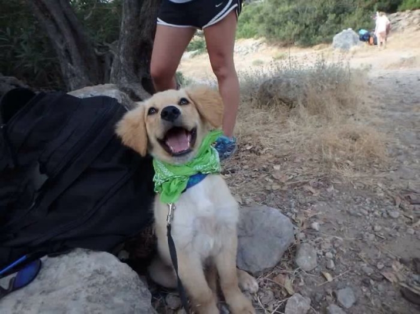 Tuvieron un hogar por primera vez: perros del refugio el primer día con nuevos dueños