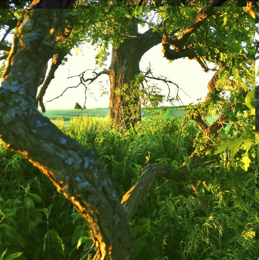 Un año en la vida de un árbol.