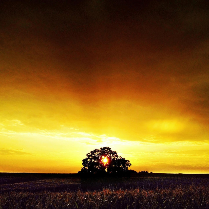 Un año en la vida de un árbol.