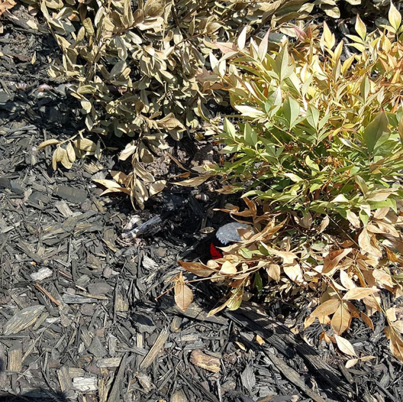 Un buen samaritano engancha Pokémon y los deja en lugares donde pueden ser atrapados en Pokémon Go Un buen samaritano engancha Pokémon y los deja en lugares donde pueden ser atrapados en Pokémon Go