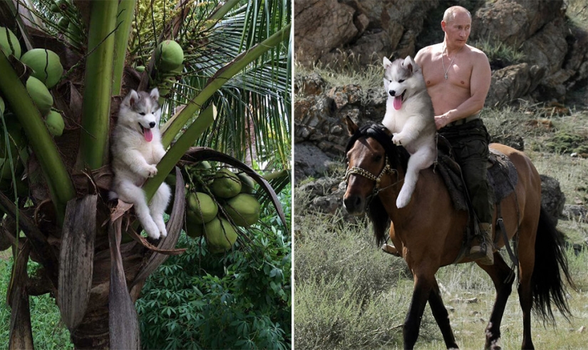 Un cachorro de husky se quedó atascado en una palmera e Internet decidió ayudar con los fotojabs