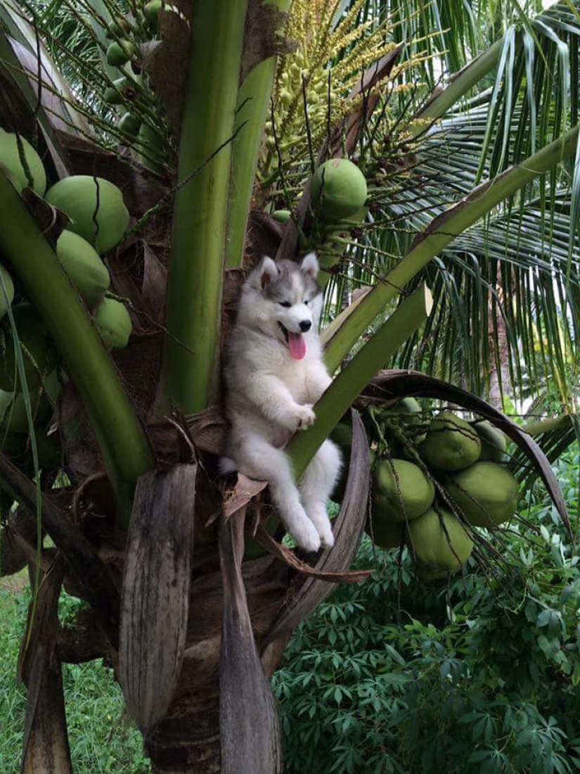 Un cachorro de husky se quedó atascado en una palmera e Internet decidió ayudar con los fotojabs