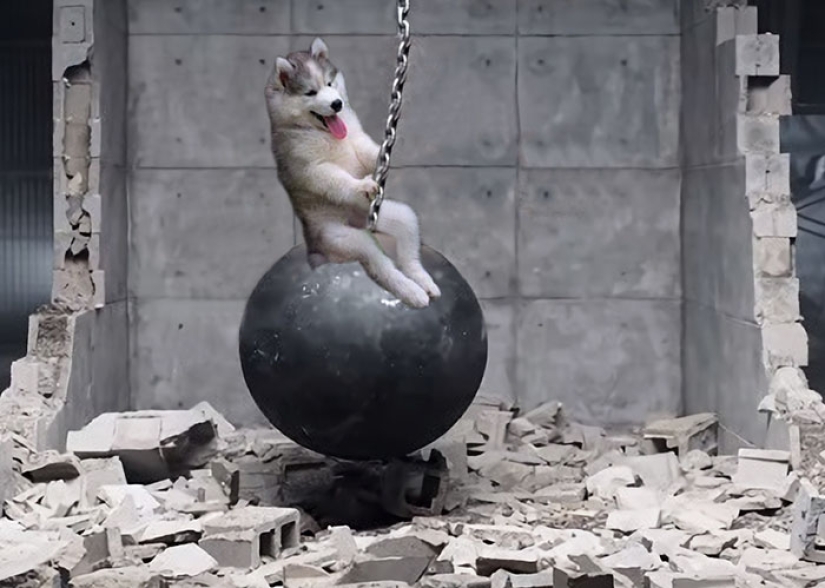 Un cachorro de husky se quedó atascado en una palmera e Internet decidió ayudar con los fotojabs