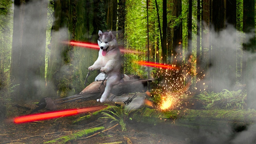 Un cachorro de husky se quedó atascado en una palmera e Internet decidió ayudar con los fotojabs