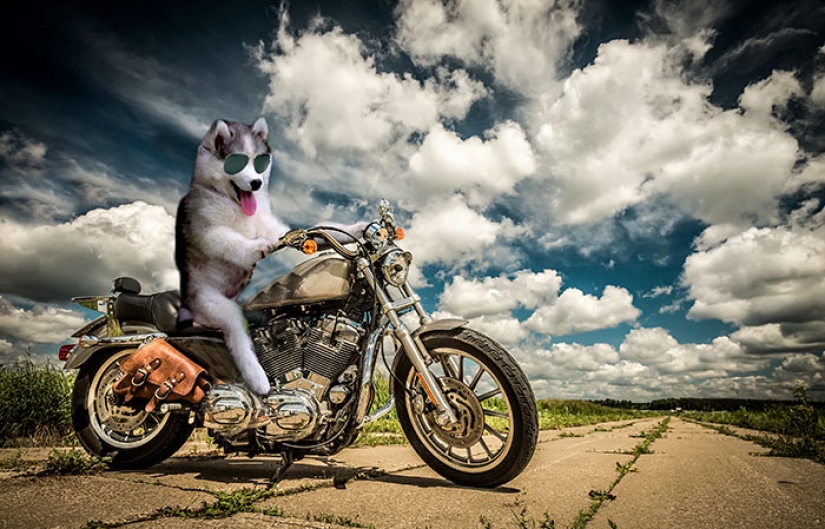 Un cachorro de husky se quedó atascado en una palmera e Internet decidió ayudar con los fotojabs