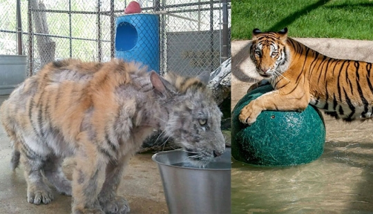 Un cachorro de tigre de circo enfermo, que pesaba cuatro veces menos que el peso prescrito, se recuperó milagrosamente