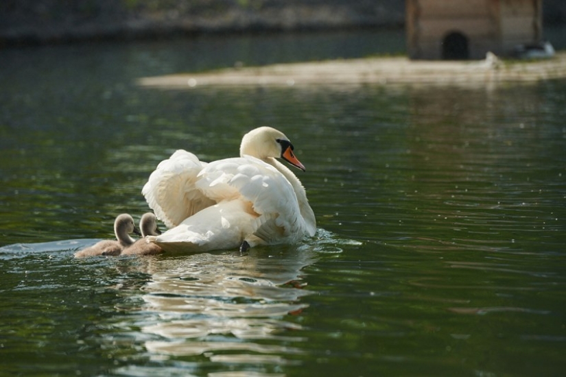 un canto de cisne