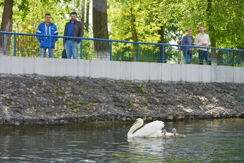 un canto de cisne