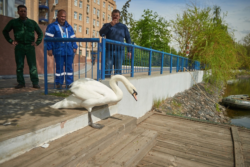 un canto de cisne