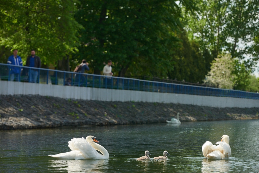 un canto de cisne